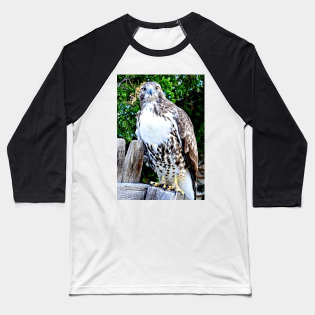 Red Tailed Hawk Baseball T-Shirt by Scubagirlamy